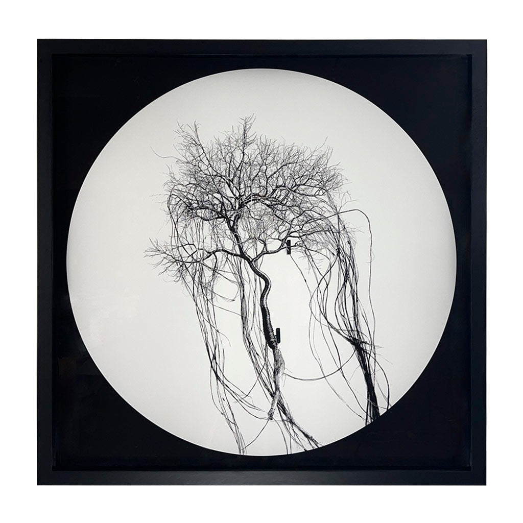 Circle Tree - Recorded CMXC11 (Black)