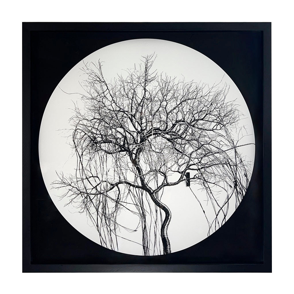 Circle Tree - Recorded CMXC1 (Black)