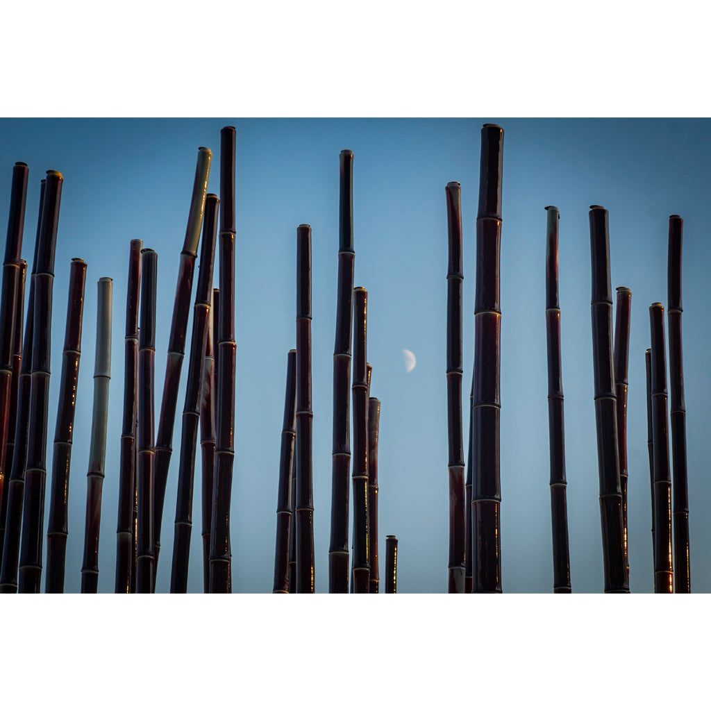 Tao (bamboo tree) (1)