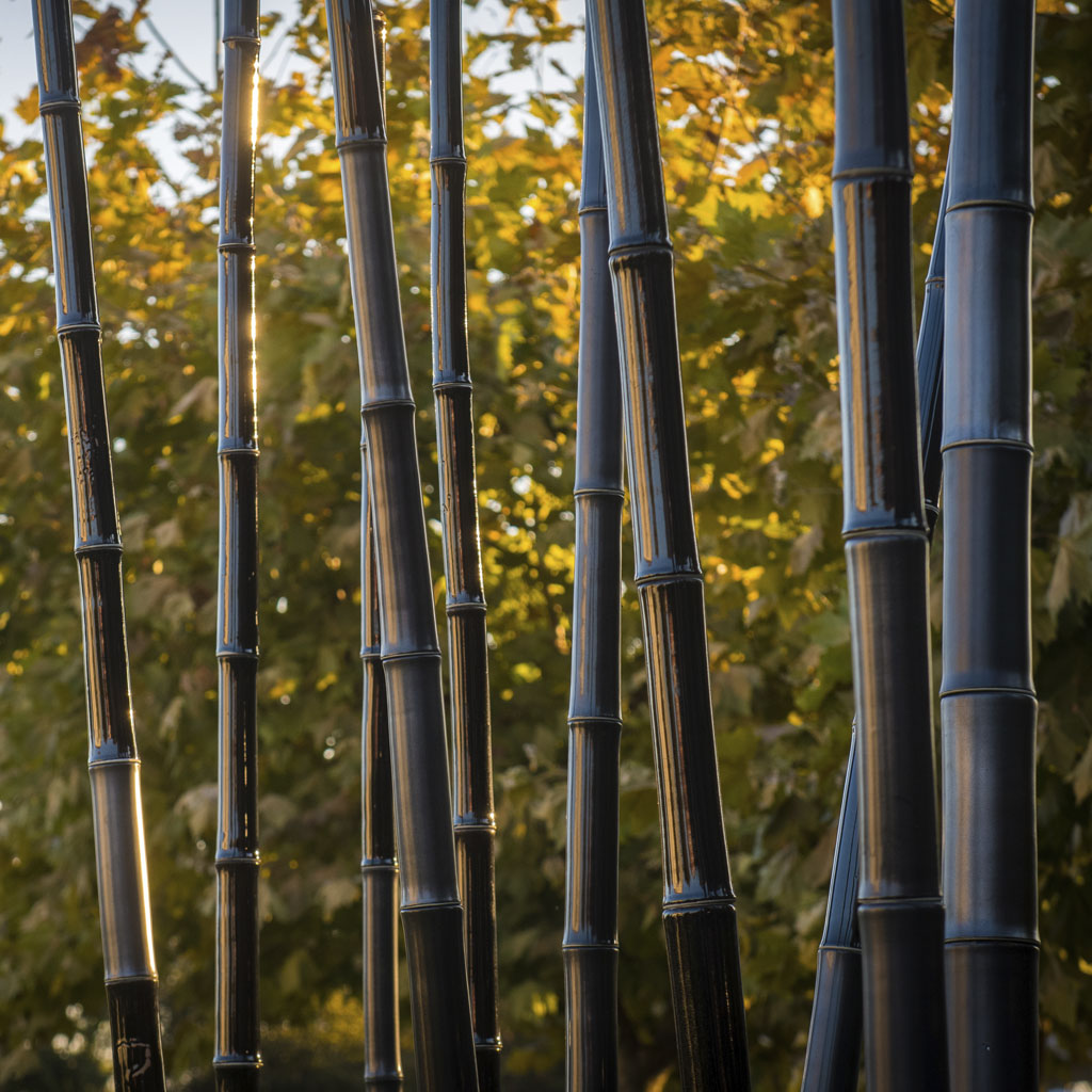 Tao (bamboo tree) (1)